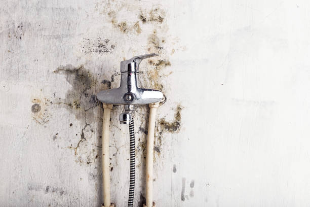 Best Residential Mold Removal  in Montrose Ghent, OH