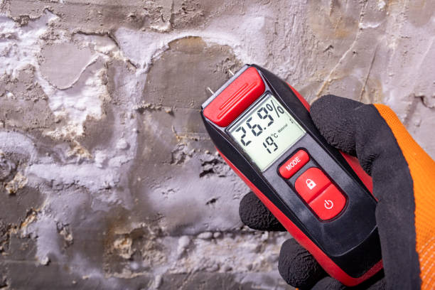Best Local Mold Removal Service  in Montrose Ghent, OH