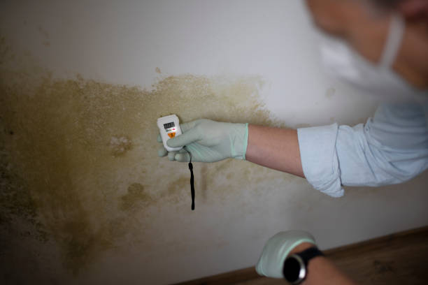 Best Mold Remediation Experts  in Montrose Ghent, OH
