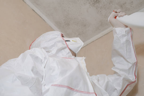 Best Office Mold Removal Services  in Montrose Ghent, OH
